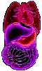 digestive system
