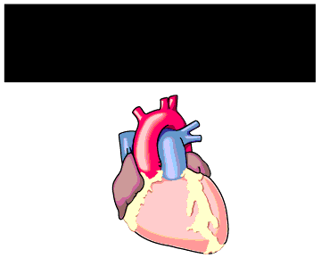 circulatory system heart